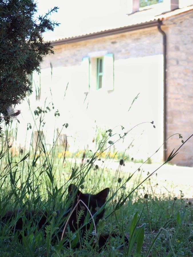 Cottage Al Merlo Olivo Buje Exterior foto